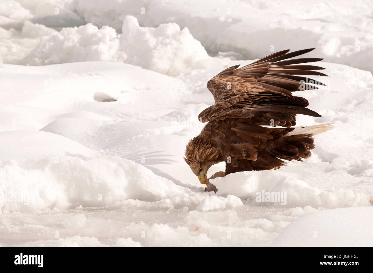 White-tailed Sea-eagle on the pack (Haliaeetus albicilla), Russia Eagle-rabalva, rabalva, Haliaeetus albicilla, (Pygargue à queue blanche) Russia, 201 Stock Photo
