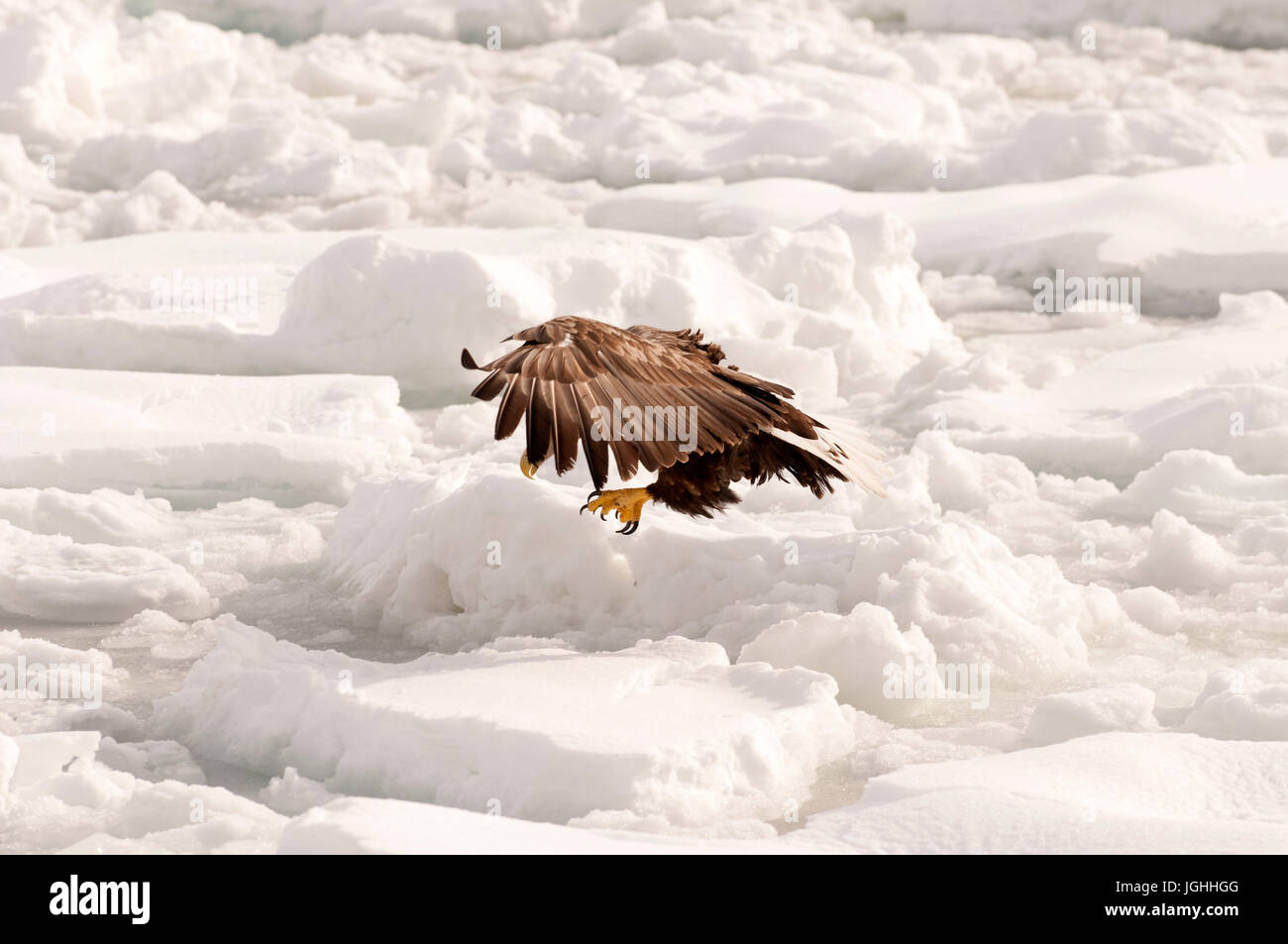 White-tailed Sea-eagle flying on the pack (Haliaeetus albicilla), Russia Eagle-rabalva, rabalva, Haliaeetus albicilla, (Pygargue à queue blanche) Russ Stock Photo