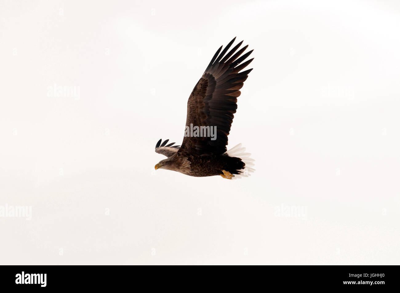 White-tailed Sea-eagle flying (Haliaeetus albicilla), Russia Eagle-rabalva, rabalva, Haliaeetus albicilla, (Pygargue à queue blanche) Russia, 2017 Stock Photo