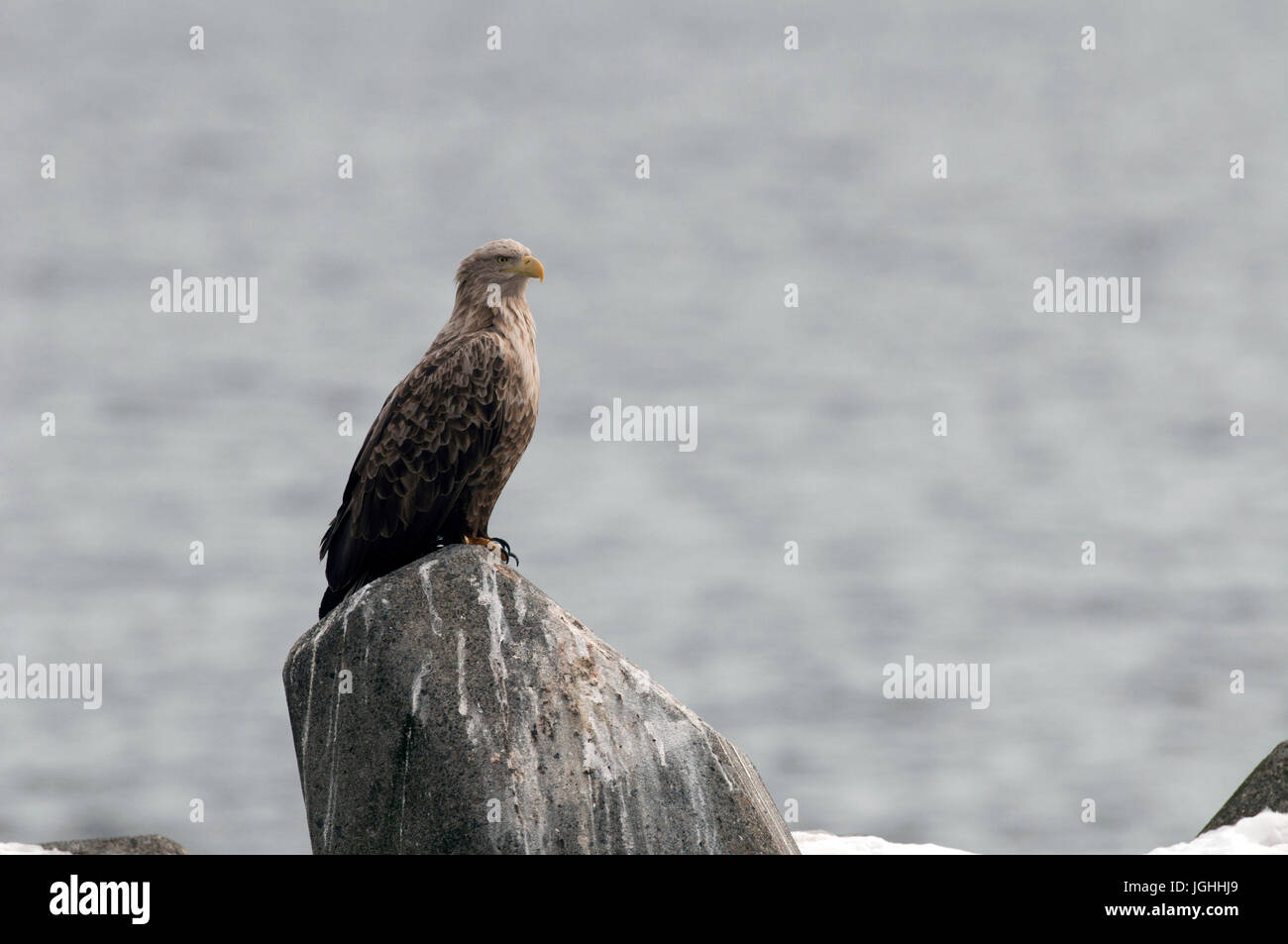 White-tailed Sea-eagle  (Haliaeetus albicilla), Japan Sea-eagle, White-tailed, Haliaeetus albicilla, (Pygargue à queue blanche) Japan, 2017 Stock Photo