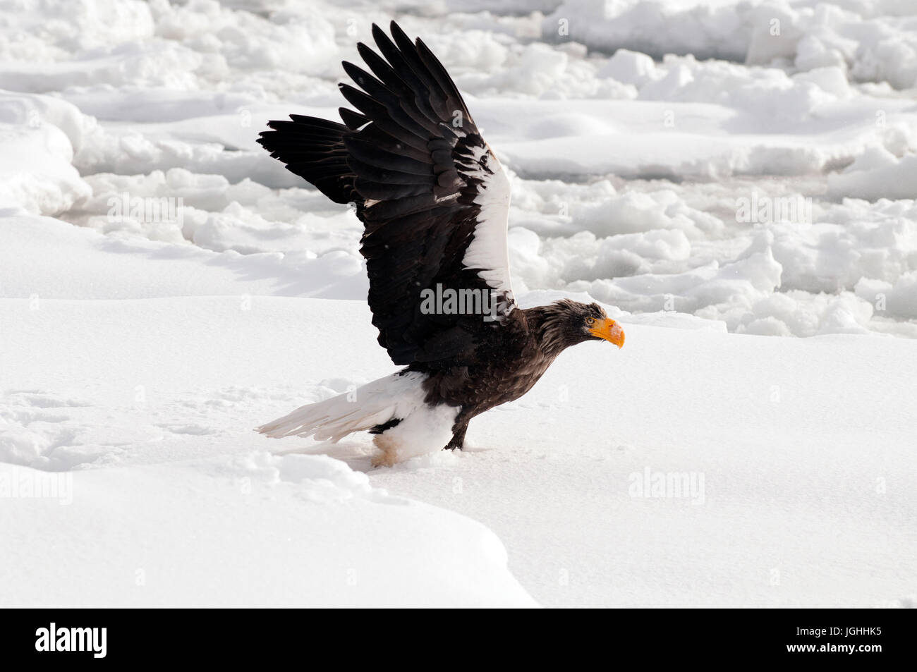 Steller's sea eagle (Haliaeetus pelagicus) take-off, Russia Steller's sea eagle, Haliaeetus pelagicus, (Pygargue de Steller) Russia, 2017 Stock Photo