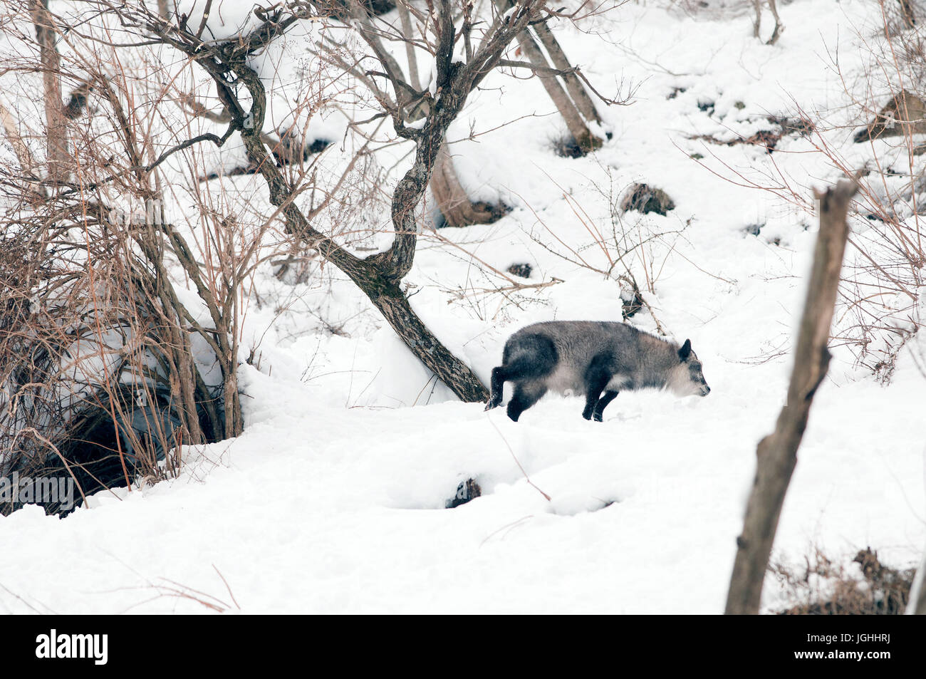 Japanese Serow in winter (Capricornis crispus), Japan Japanese serow, antelope; Japanese goat, Capricornis crispus, (Saro du Japon) 2017 Stock Photo