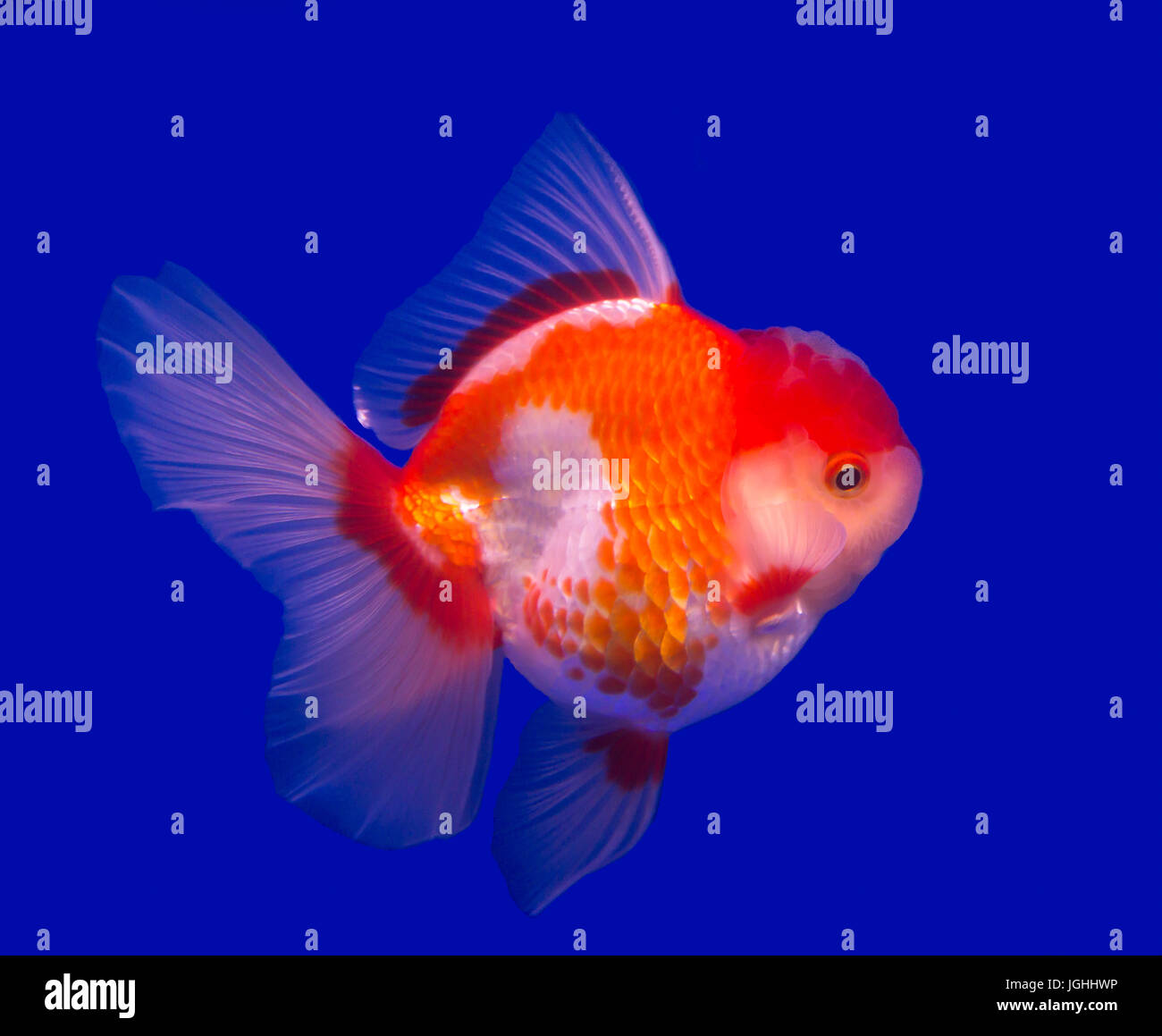 Oranda goldfish isolated in a blue background Stock Photo Alamy