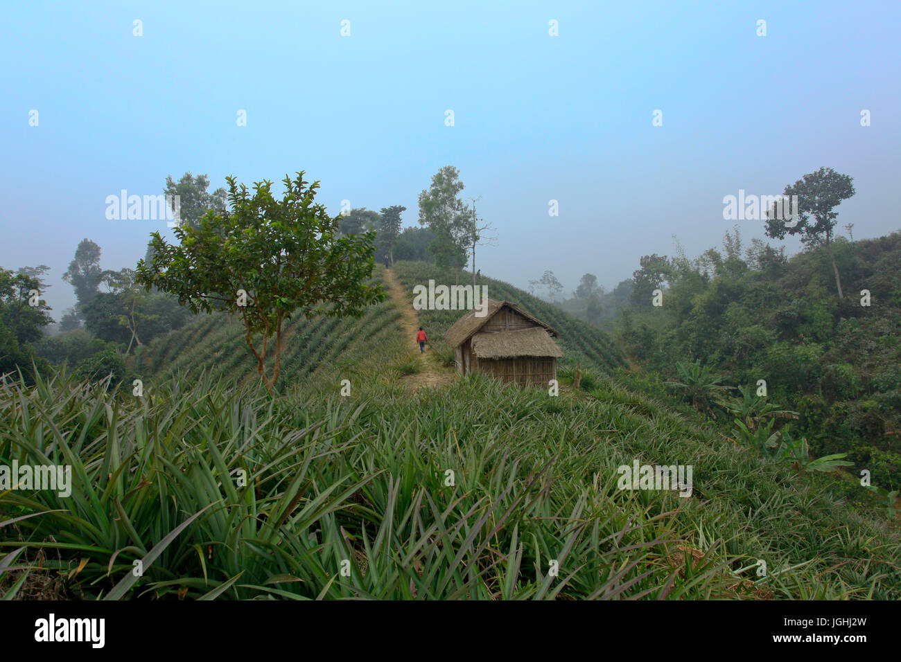 Pineapple plantation on the hill at Srimangal in Moulvibazar. Bangladesh. Stock Photo
