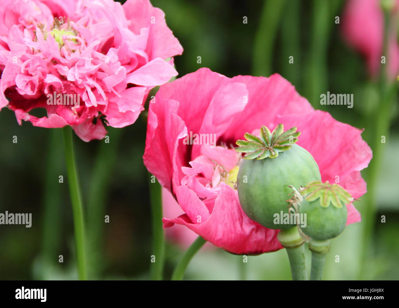 Opium poppy (papaver somniferum) flowering in an English garden with seedheads (pictured) drying for seed collection and indoor ornamental purposes UK Stock Photo