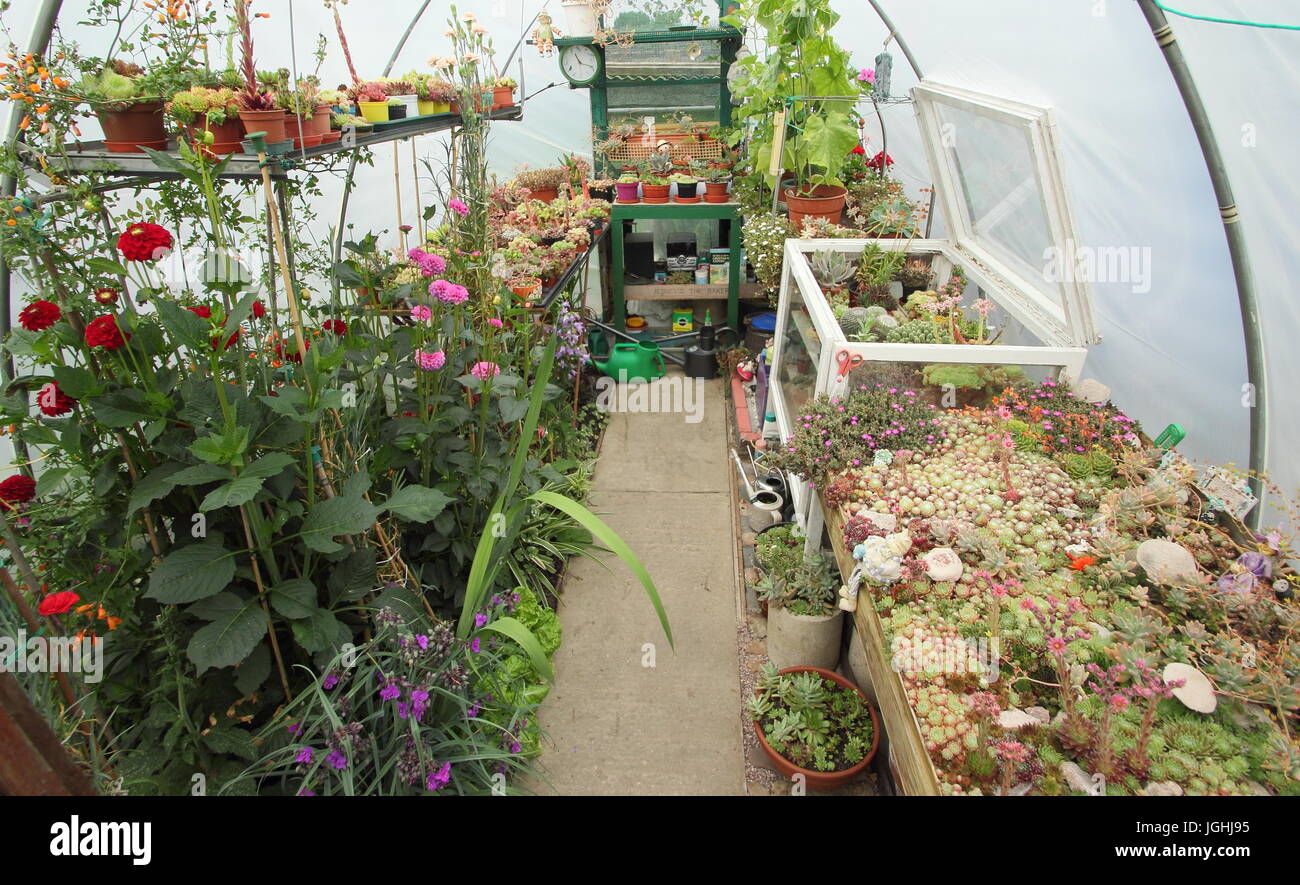 A vast collection of cactus growing alongside dahlia in a warm, bright