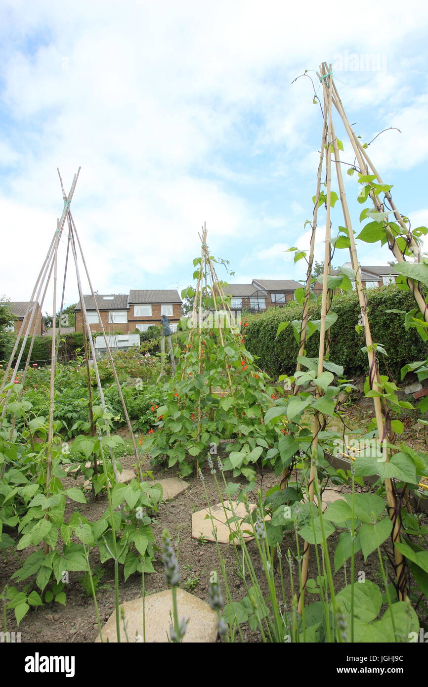 Runner beans  grow up cane wigwam in an allotment garden in a suburb of the city of Sheffield, Yorkshire, England, UK Stock Photo