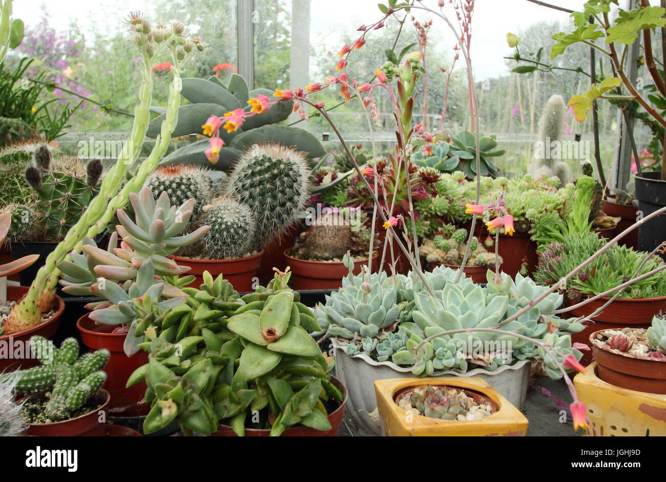 A collection of cacti and succulents growing on a warm, sunny window sill in a domestic greenhouse in an English garden, UK Stock Photo
