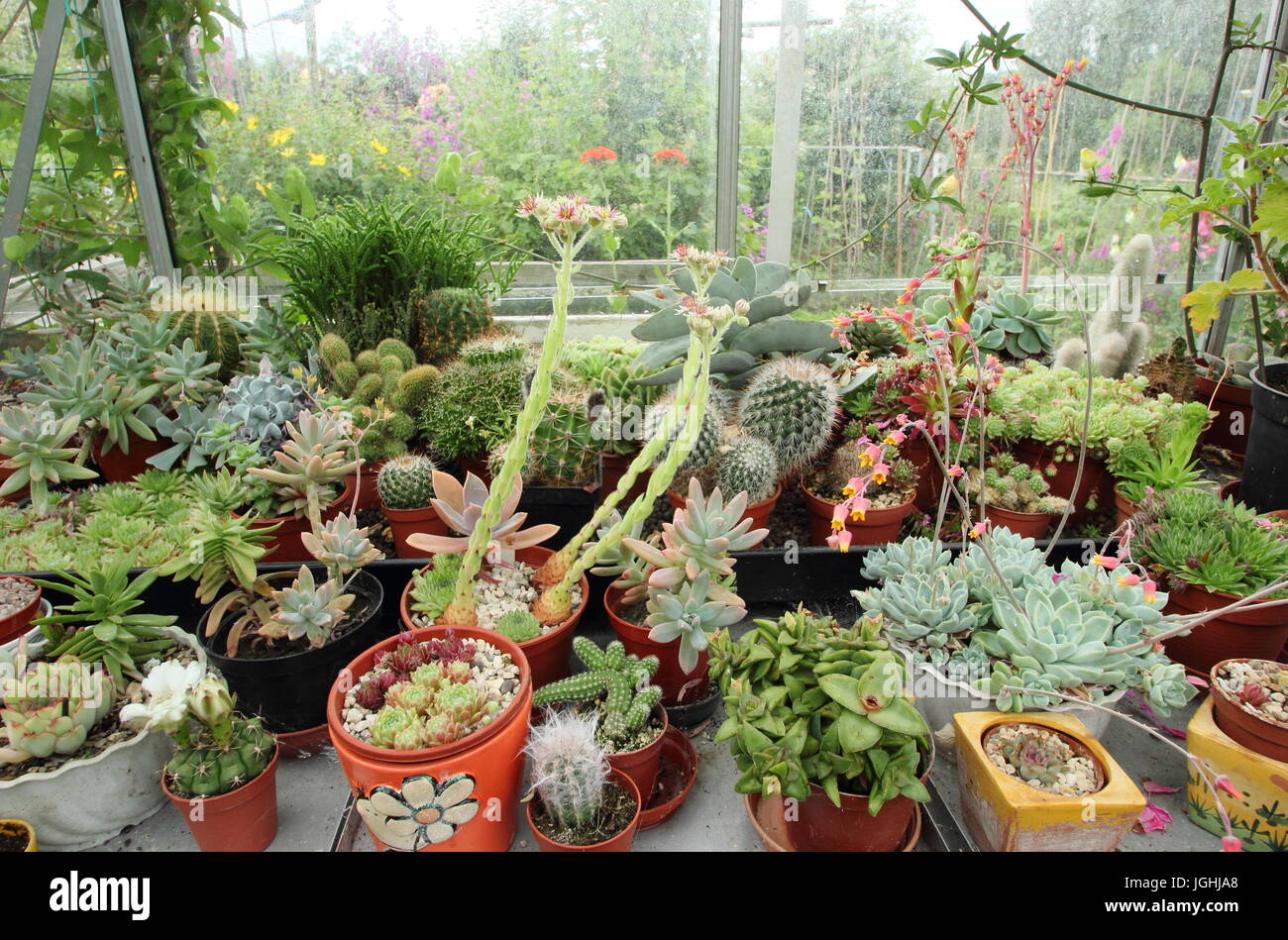 A collection of cacti and succulents growing on a warm, sunny window sill in a domestic greenhouse in an English garden, UK Stock Photo