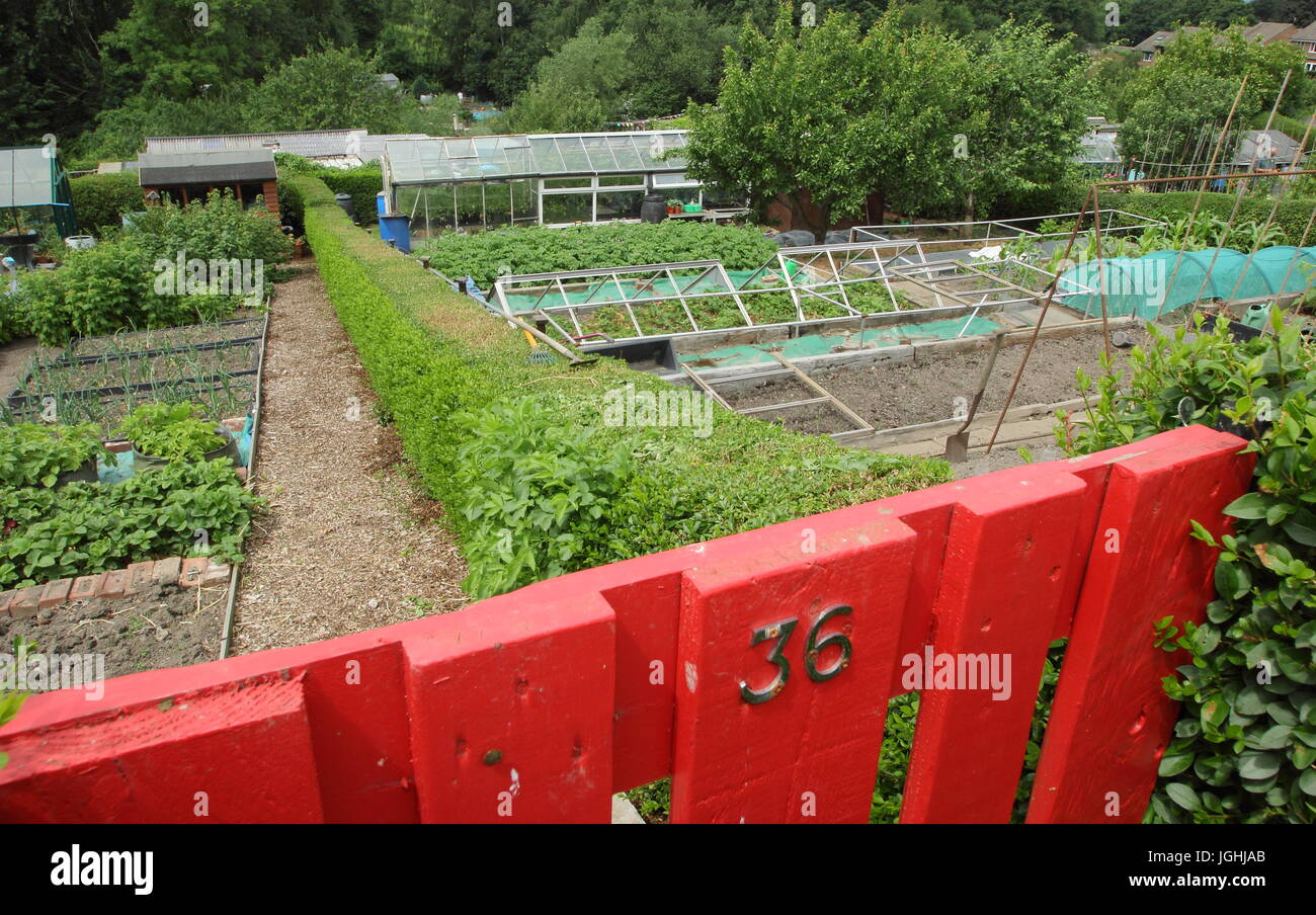 A well managed allotment garden featuring vegetables in raised beds in a suburb of the city of Sheffield, England, UK - midsummer Stock Photo