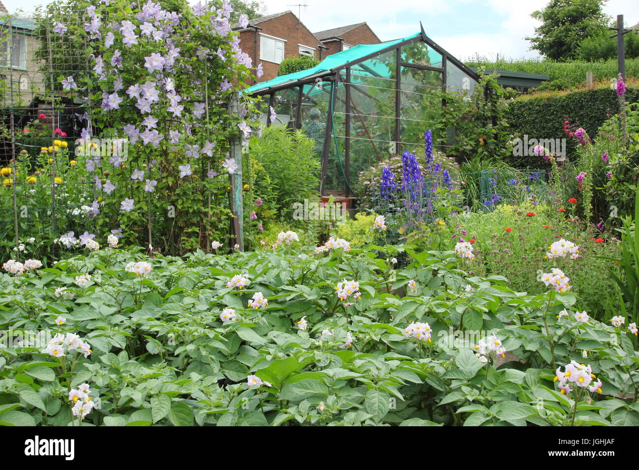 A pristine allotment garden featuring vegetables (desiree potatoes in foreground) and flowers (clematis, foxgloves, delphiniums), - June, Sheffield UK Stock Photo