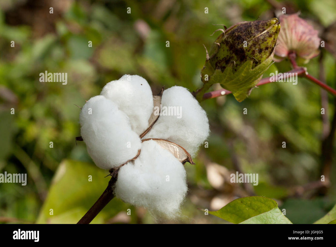 Full bloomed Karpas cotton at Meherpur, Bangladesh Stock Photo Alamy