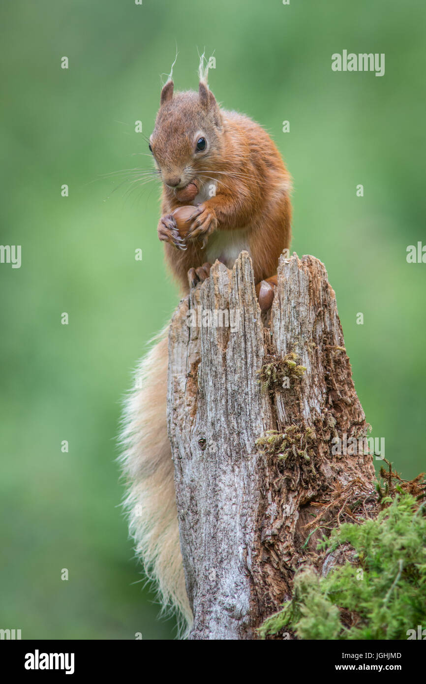 An upright vertical close up portrait of a red squirrel sitting on top of an old tree stump eating a hazelnut Stock Photo