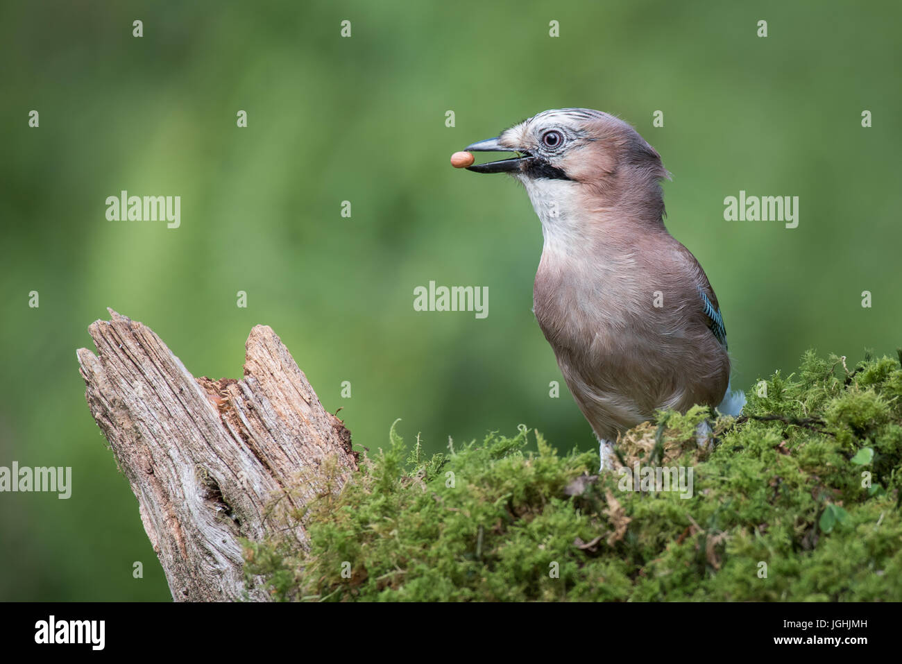 A profile portrait of a eurasian jay standing on lichen with a peanut in its beak looking left Stock Photo
