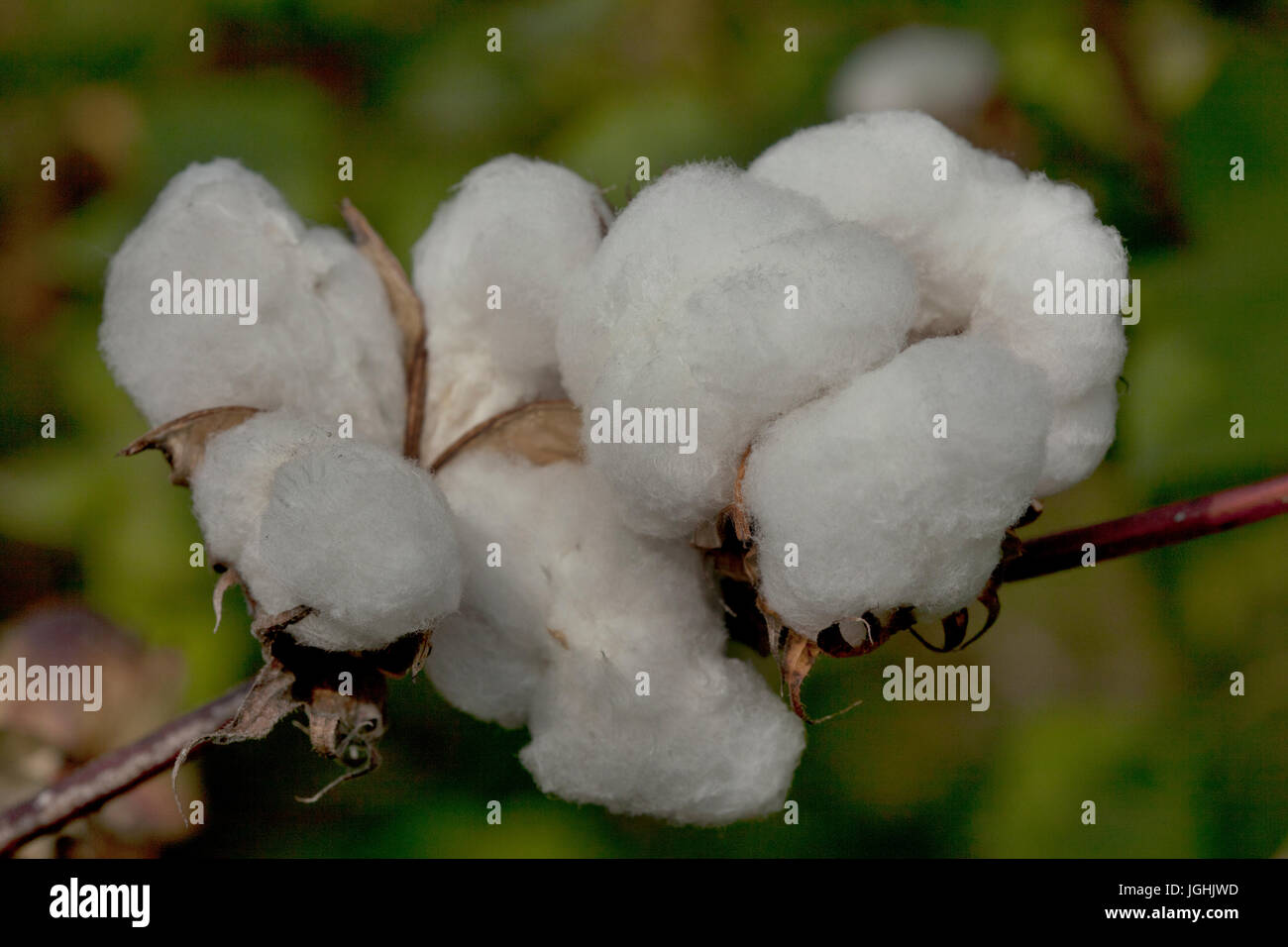 Full bloomed Karpas cotton at Meherpur, Bangladesh Stock Photo Alamy