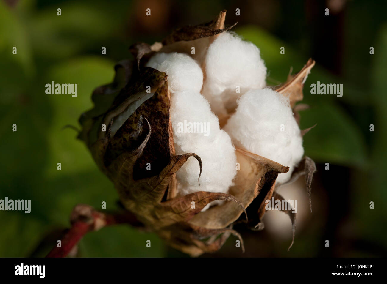 Full bloomed Karpas cotton at Meherpur, Bangladesh Stock Photo Alamy