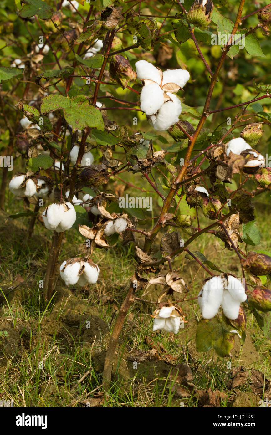 Full bloomed Karpas cotton at Meherpur, Bangladesh Stock Photo Alamy
