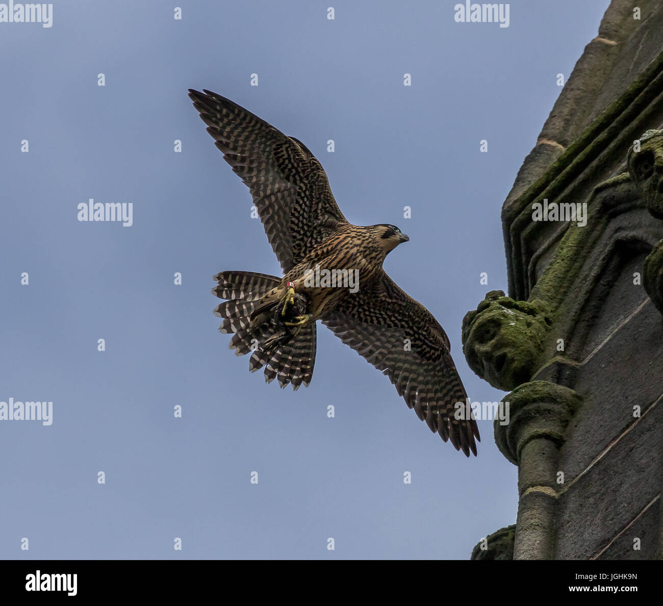 Peregrine Falcon Stock Photo