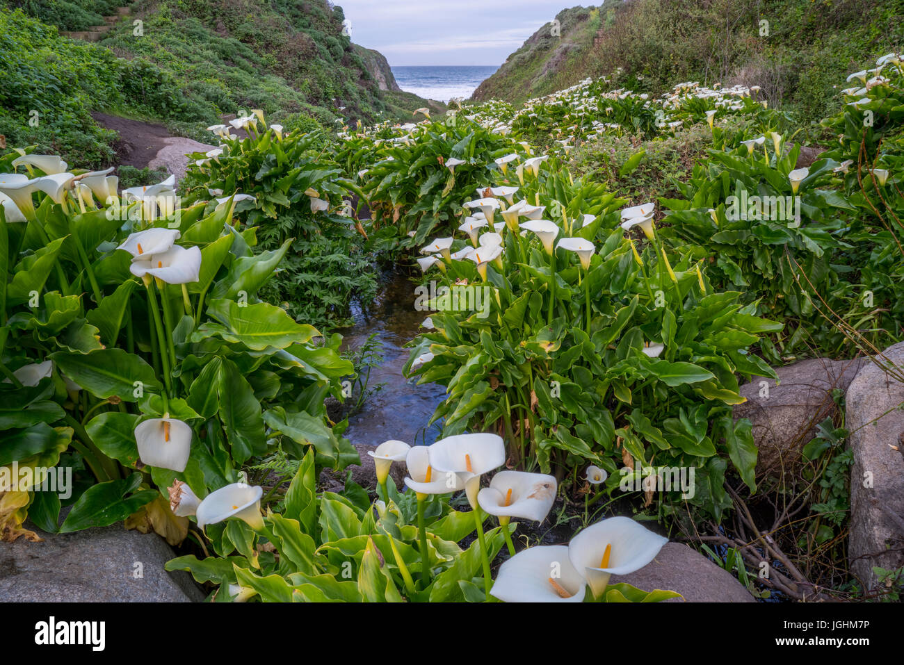 Wild lilies along a stream on the pacific coast of California Stock Photo