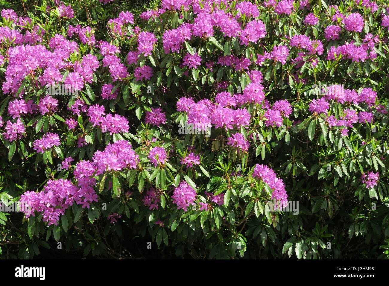 Rhododendron, Isle of Raasay Stock Photo