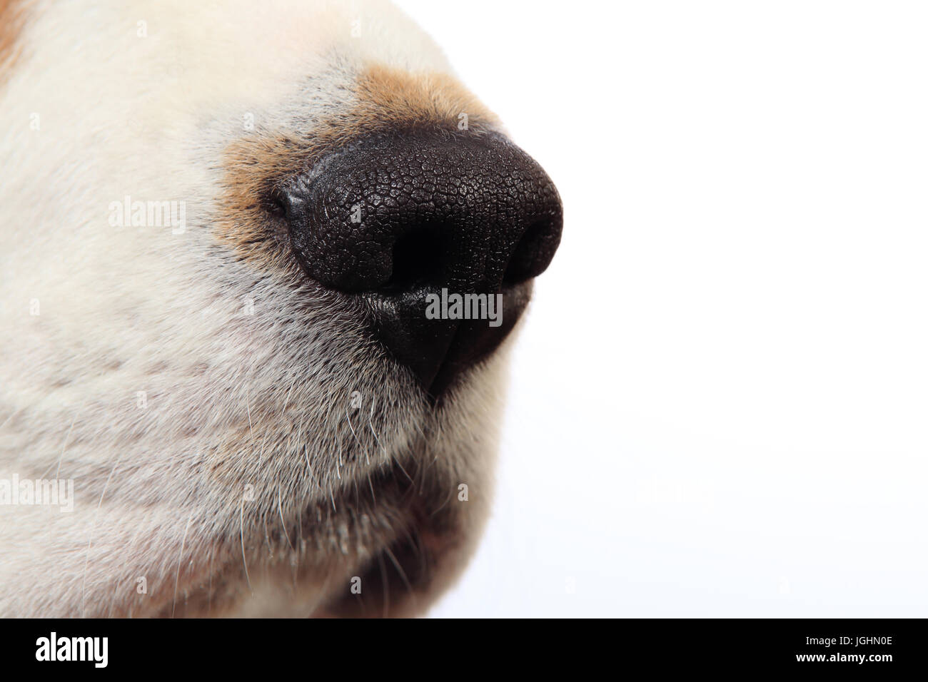 Dog nose close-up. Dog's nose isolated on white background. Stock Photo
