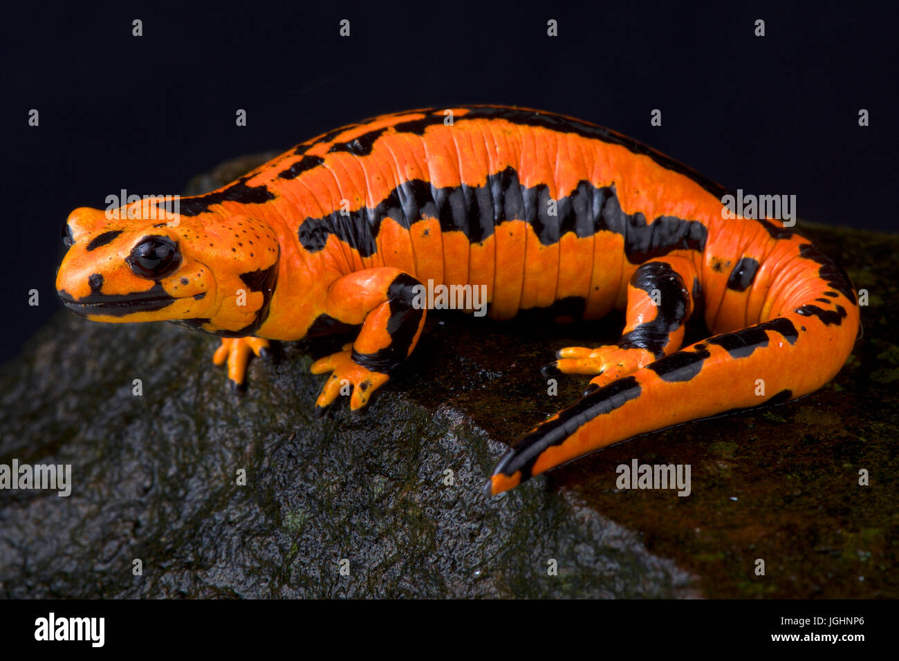 Solling fire salamander, Salamandra salamandra terrestris "solling