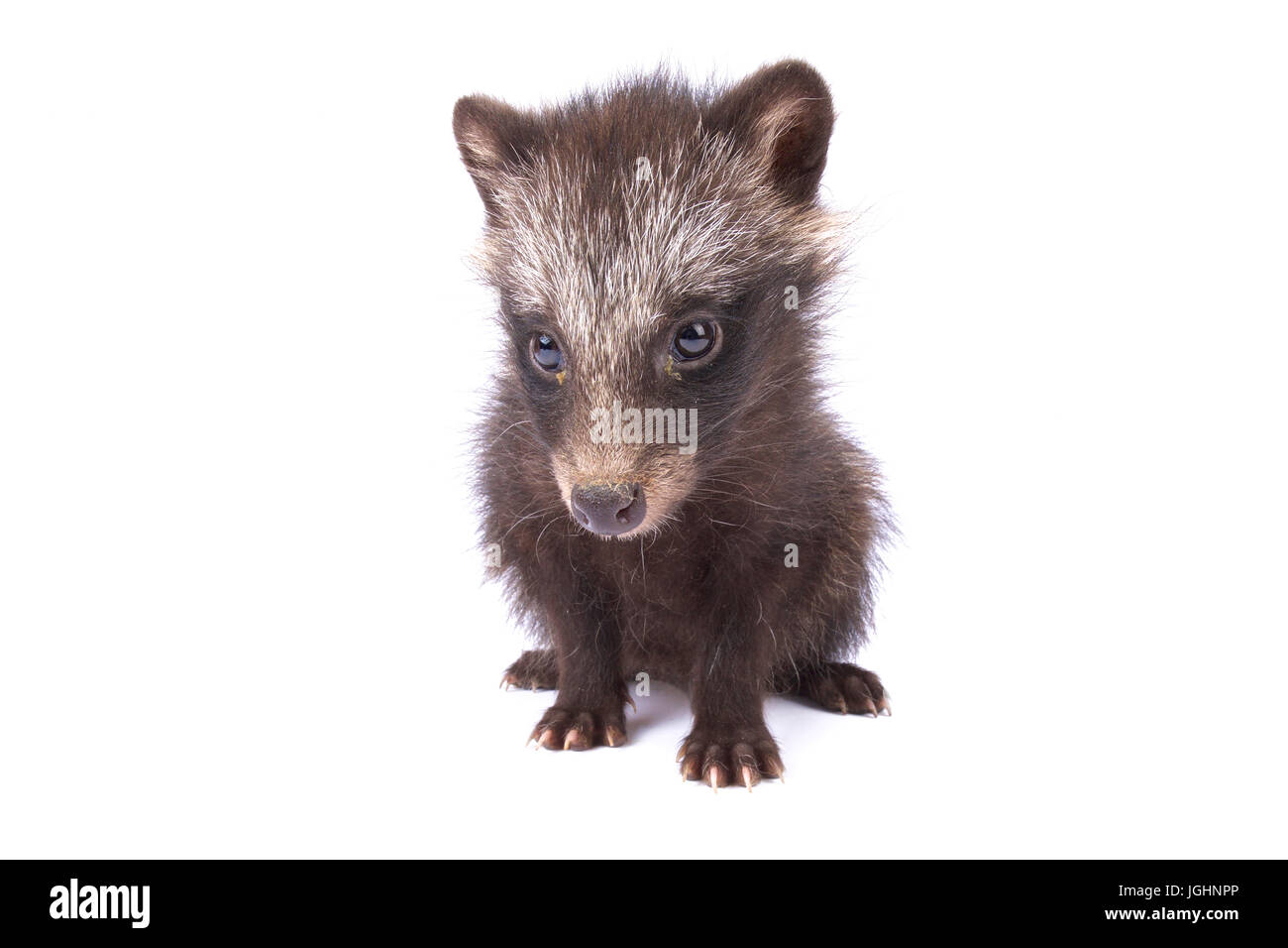 raccoon dog, Nyctereutes procyonoides Stock Photo