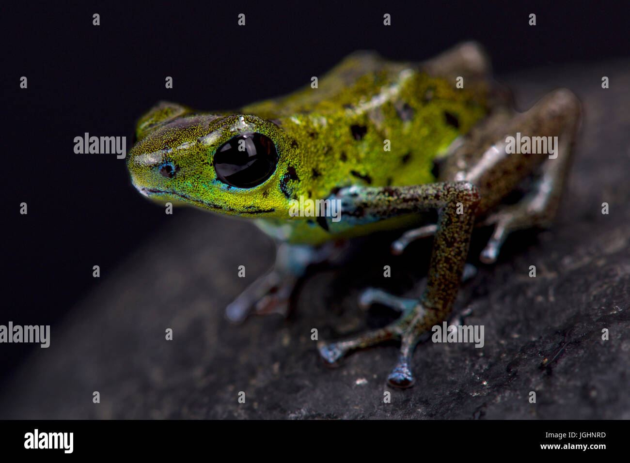 Green strawberry dart frog, Oophaga pumilio "Chiriqui Verde" Stock Photo