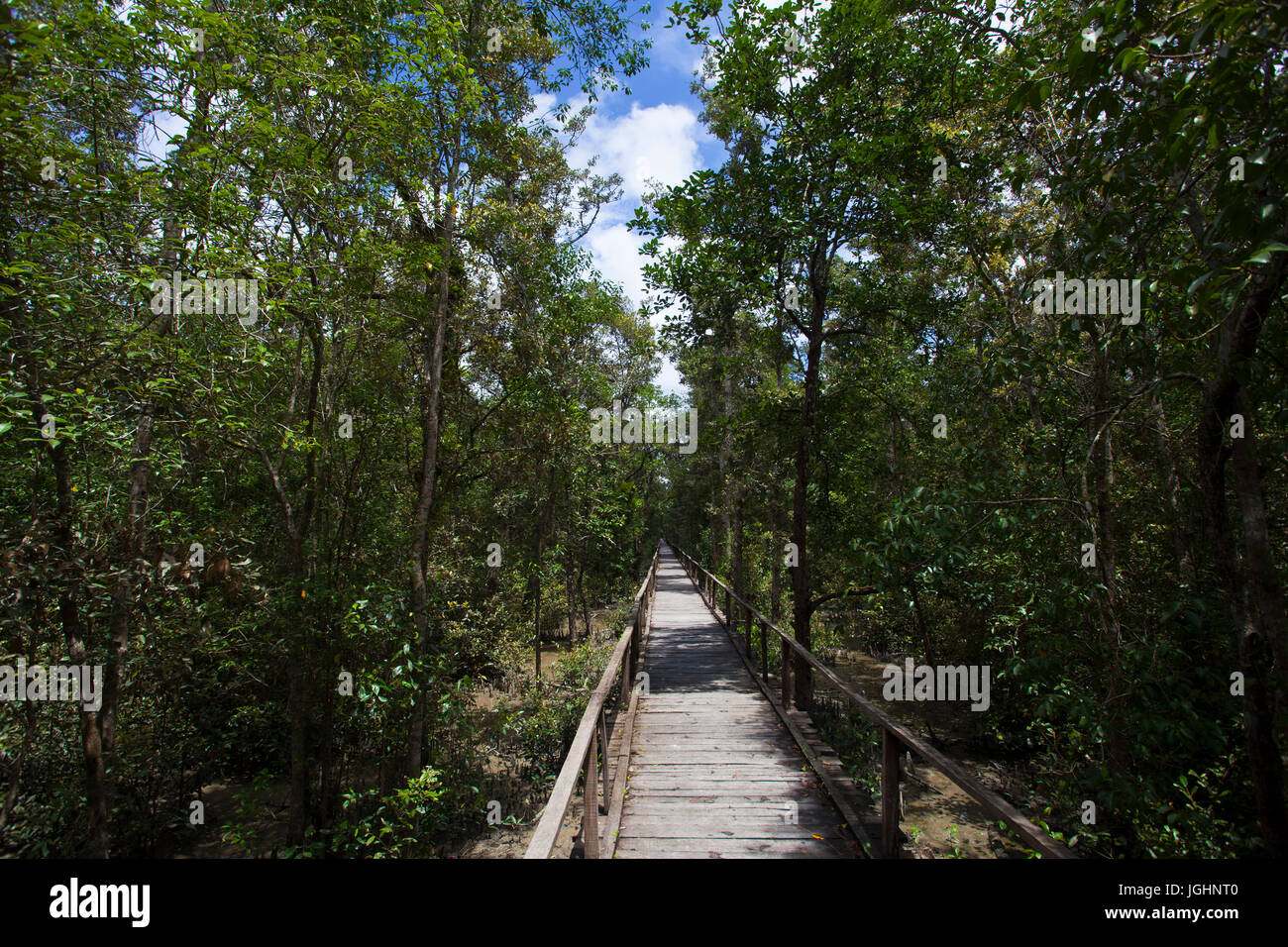 Wooden Trail at Kochikhali Eco Tourism Centre in Sunderbans, a UNESCO World Heritage Site and a wildlife sanctuary. The largest littoral mangrove fore Stock Photo