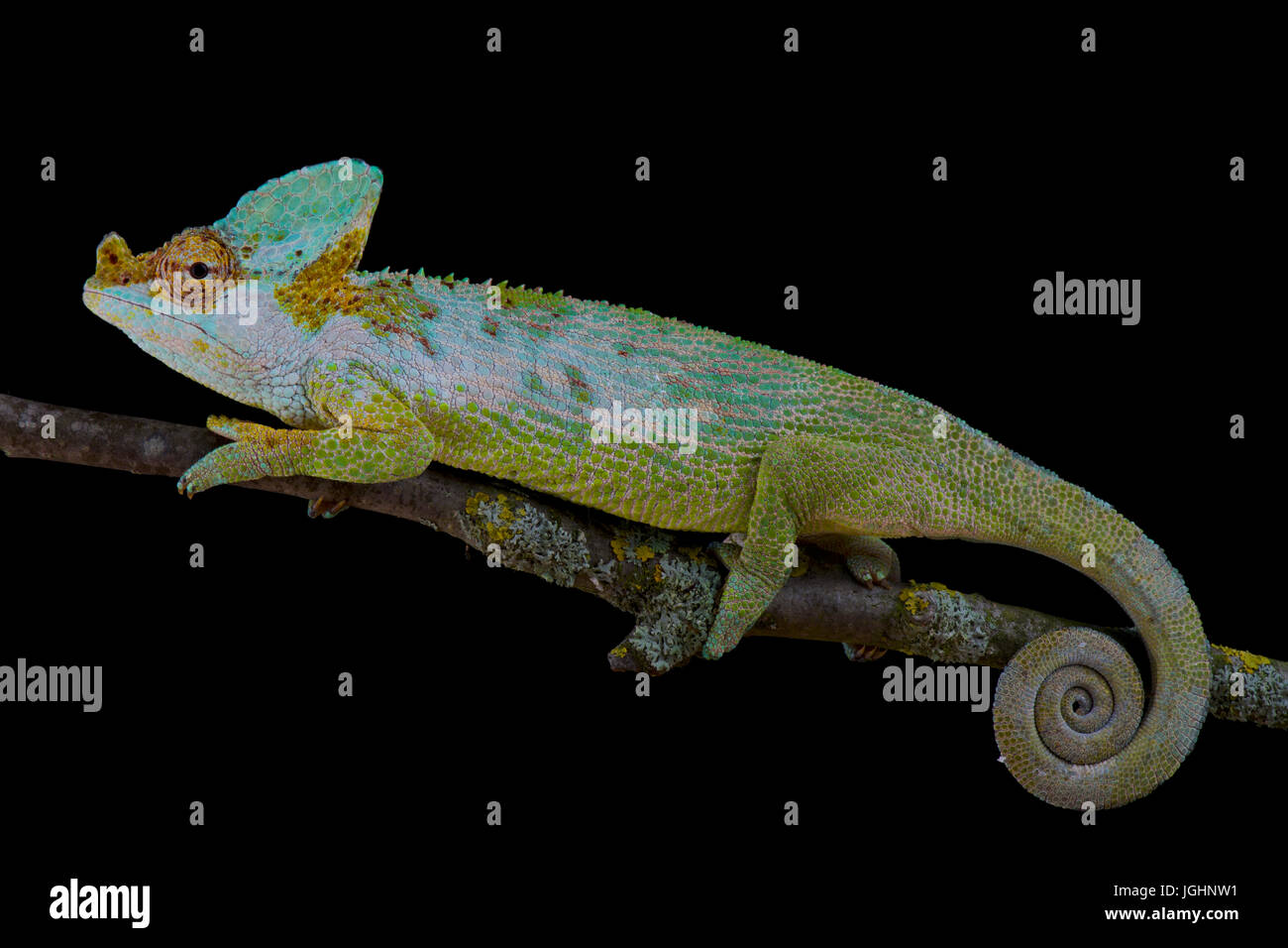 Carpenter's chameleon, Kinyongia carpenteri Stock Photo