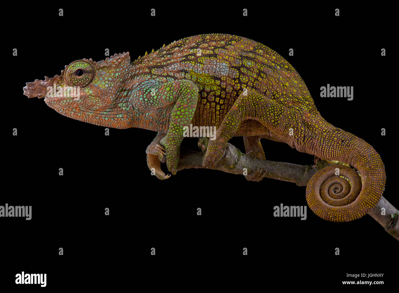 Böhme’s Two-horned Chameleon, Kinyongia boehmei Stock Photo