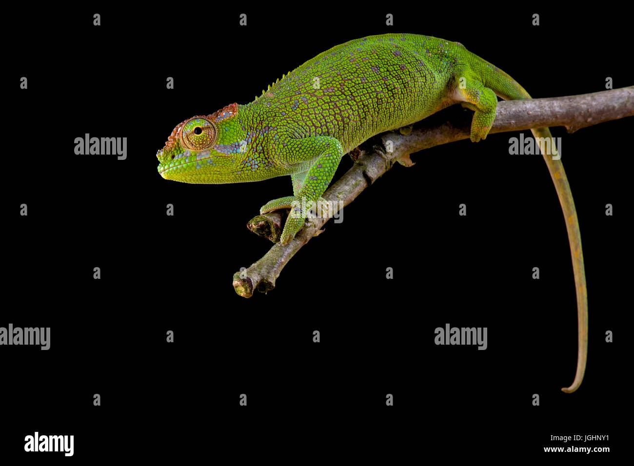 Böhme’s Two-horned Chameleon, Kinyongia boehmei Stock Photo