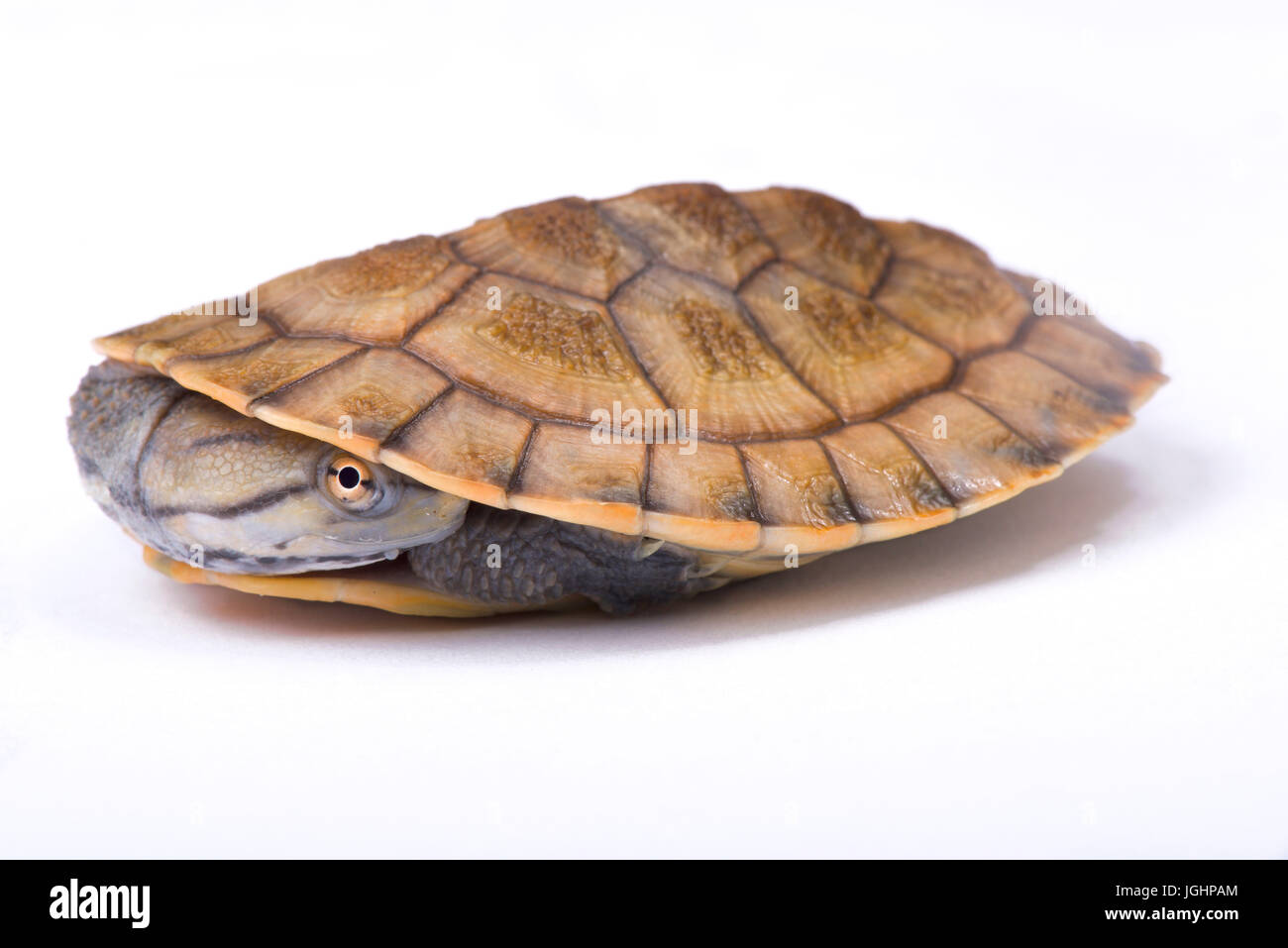 Geoffroy’s side-necked turtle, Phrynops geoffroanus Stock Photo