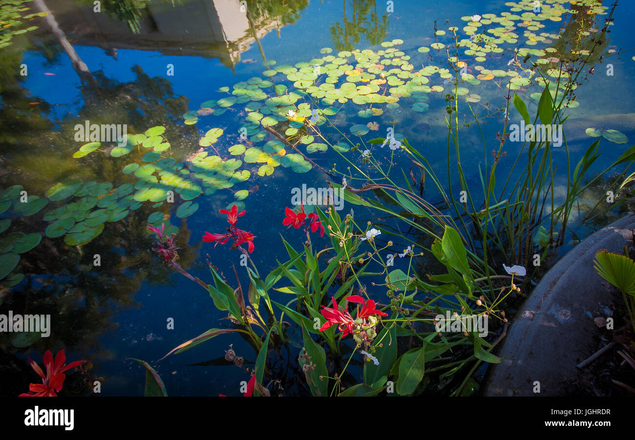 Lilypads in pond at Balboa Park Stock Photo Alamy
