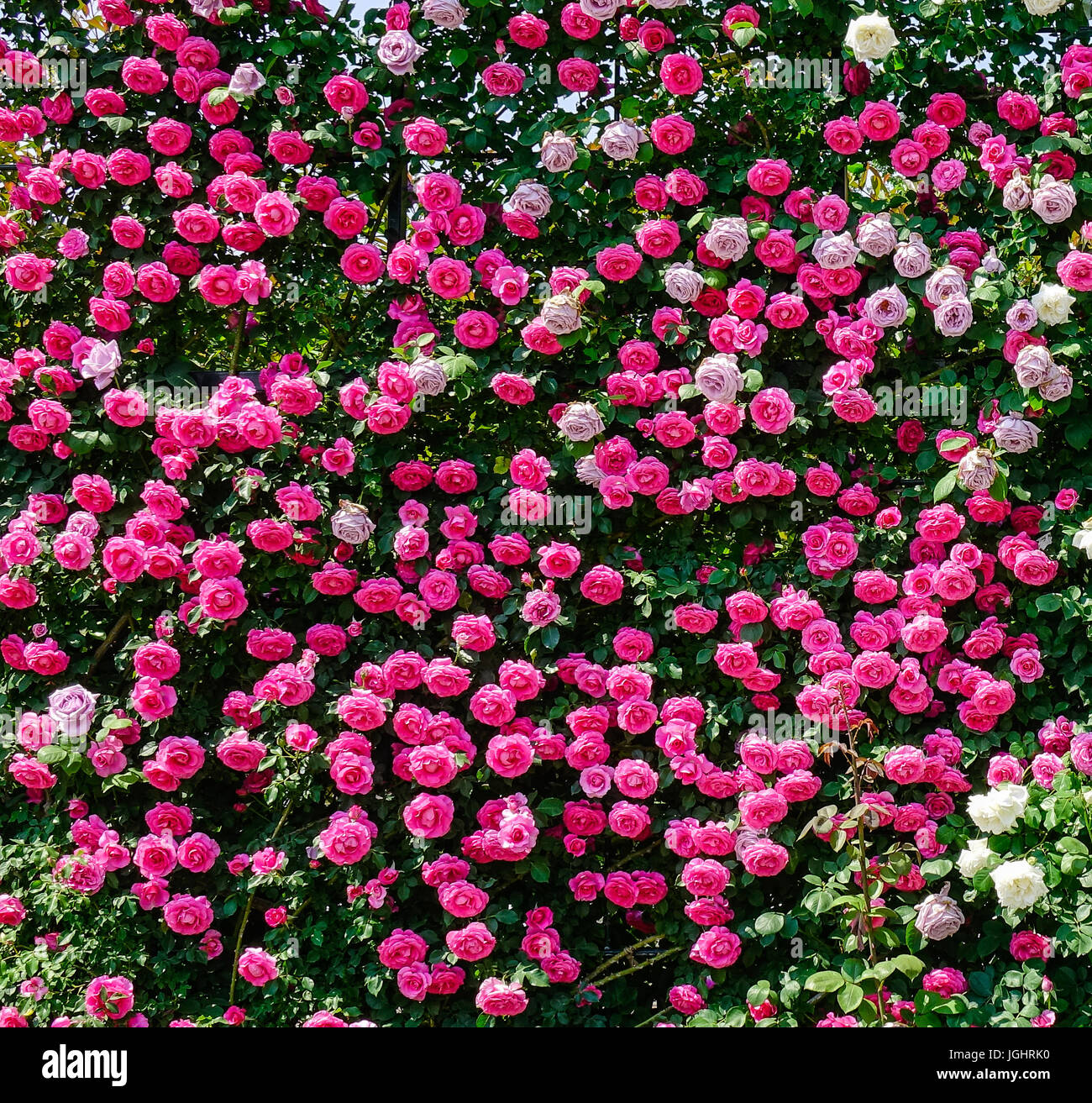 Pink rose flowers blooming at Ashikaga Flower Park in Tochigi, Japan