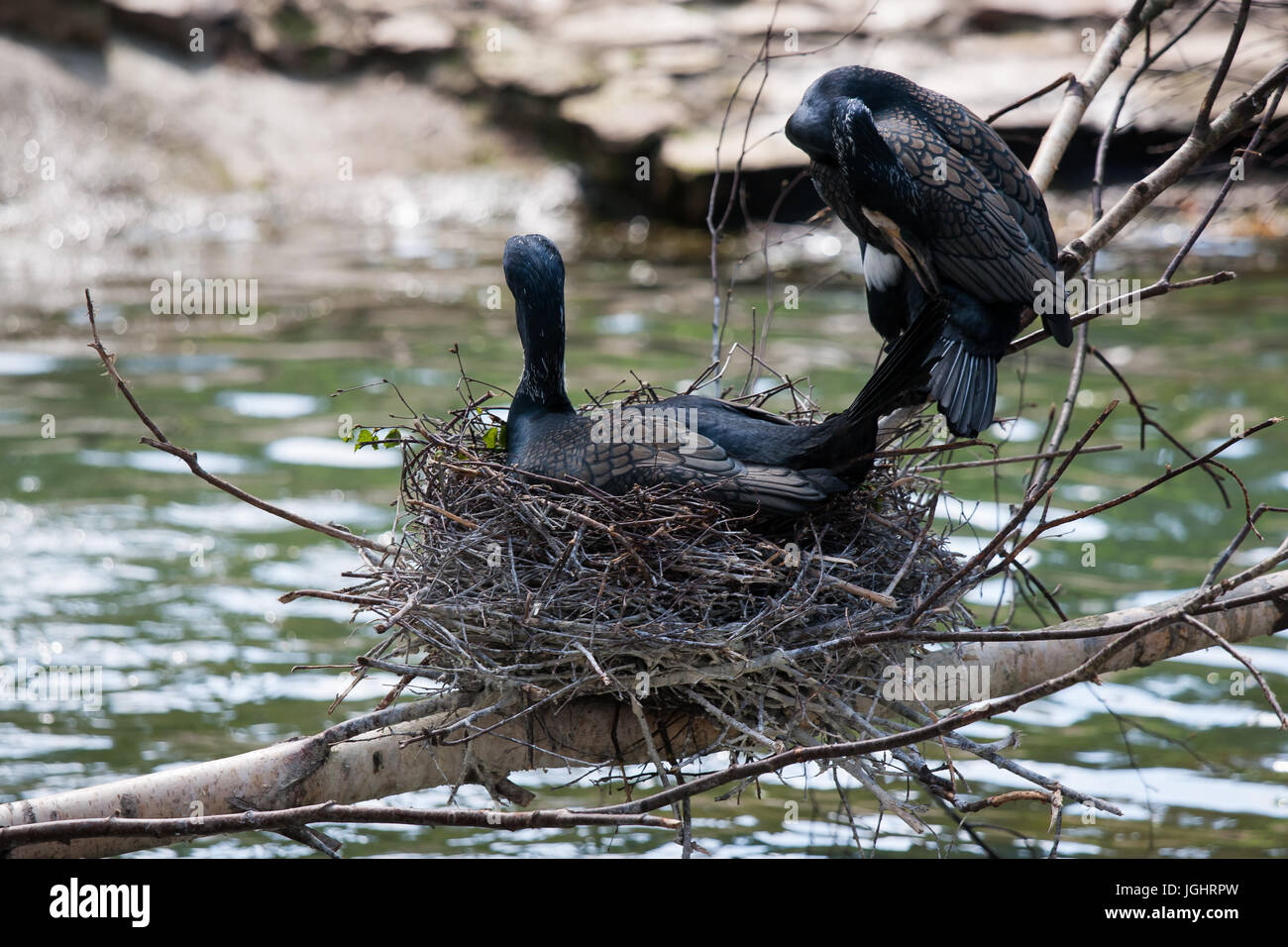 Beautiful east great cormorants at the nest Stock Photo Alamy