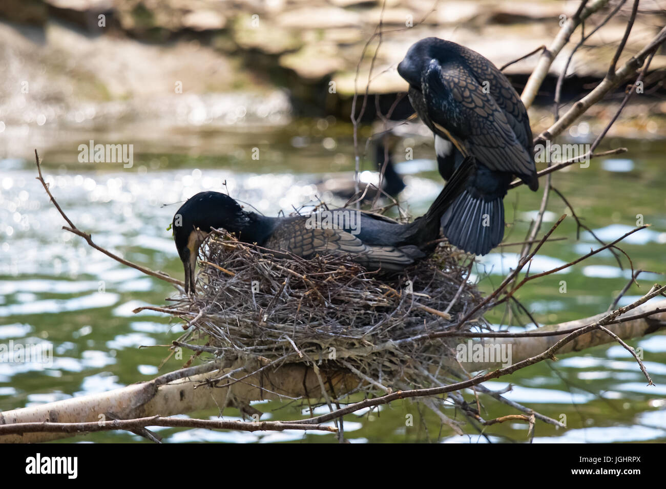 Beautiful east great cormorants at the nest Stock Photo Alamy