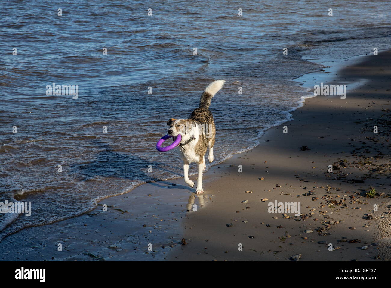 The dog is playing on the seashore Stock Photo