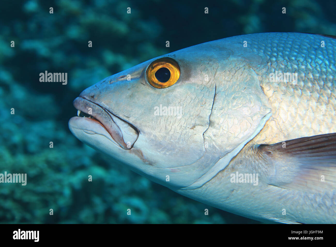 Head of two-spot red snapper fish (Lutjanus bohar) underwater in the indian  ocean Stock Photo - Alamy