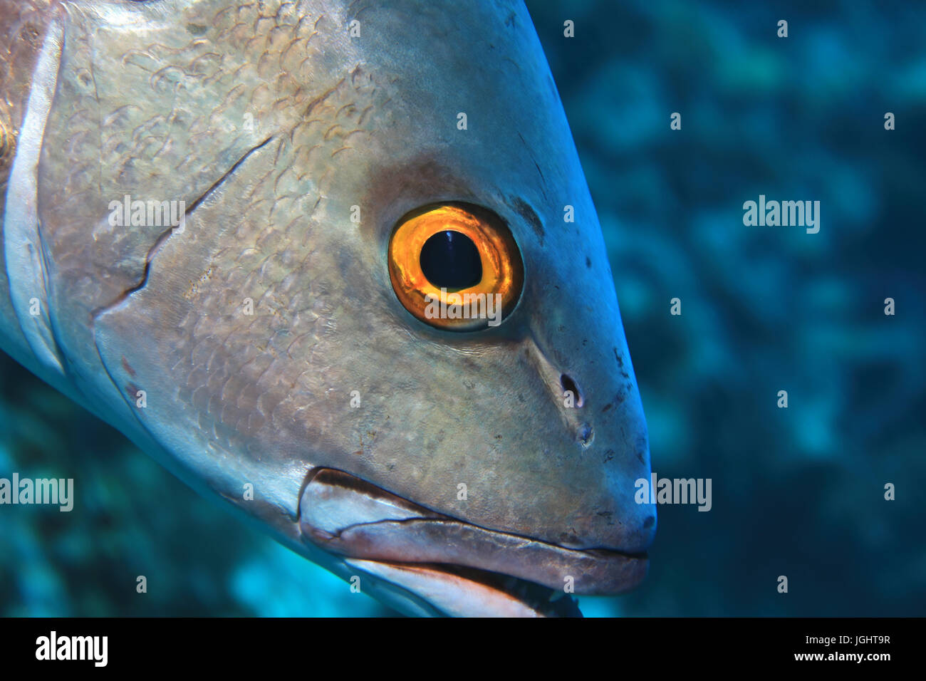 Eye of two-spot red snapper fish (Lutjanus bohar) underwater in the indian ocean Stock Photo