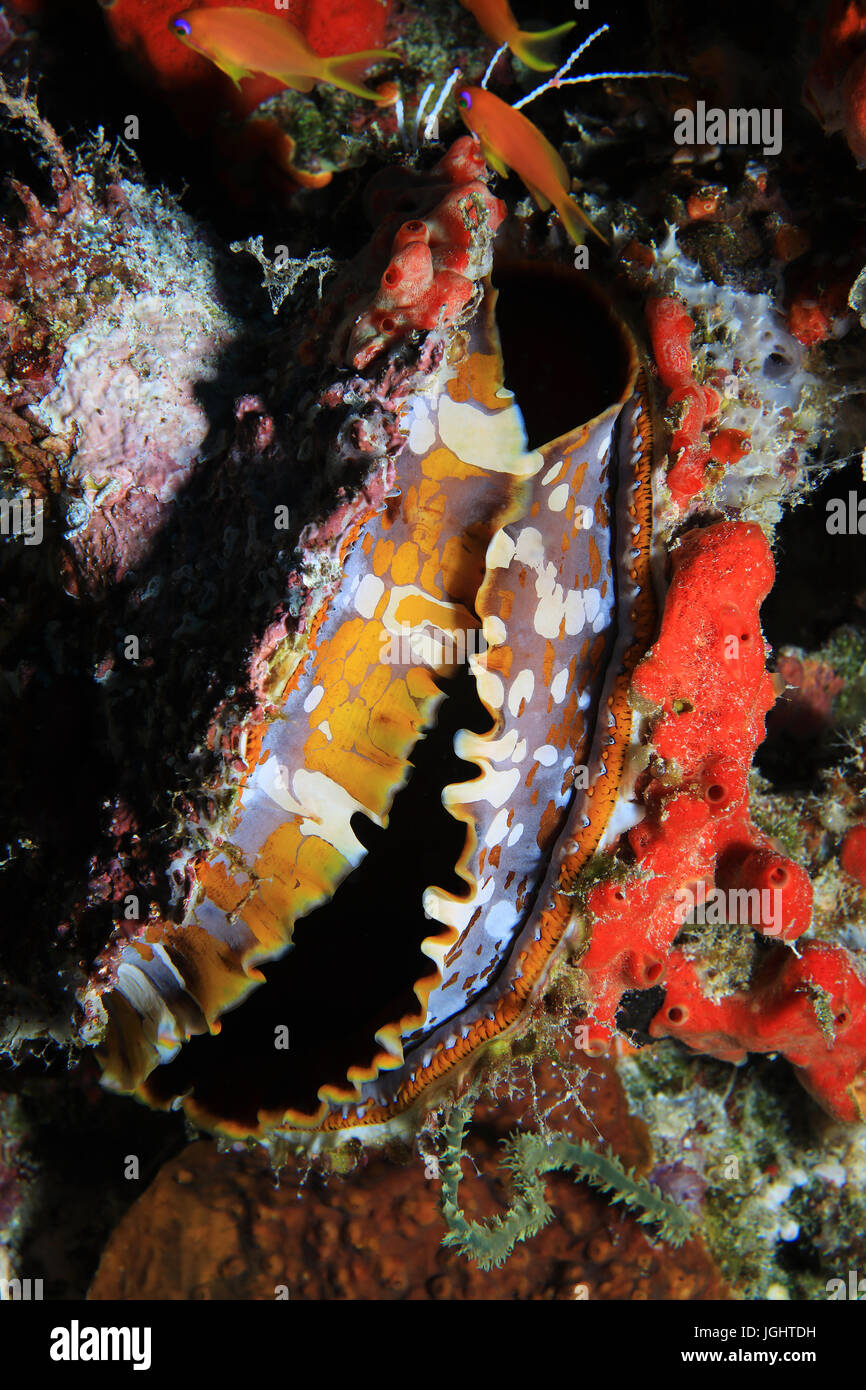 Thorny oyster (Spondylus varians) underwater in the tropical coral reef