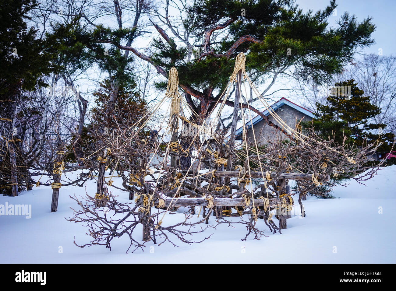 Pine tree garden at rainy day in the winter. Japanese garden Stock ...