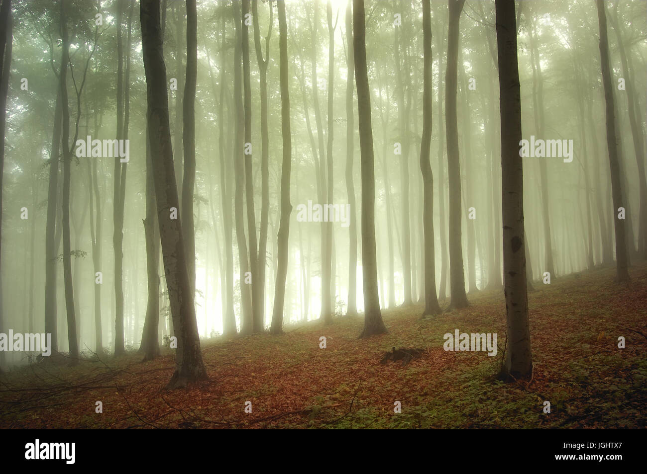 morning light in misty green forest Stock Photo