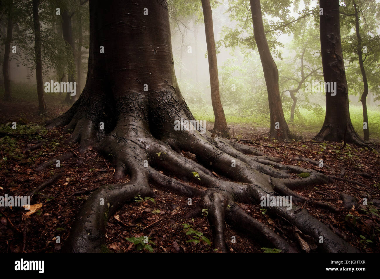 autumn forest landscape with wet tree roots after rain Stock Photo