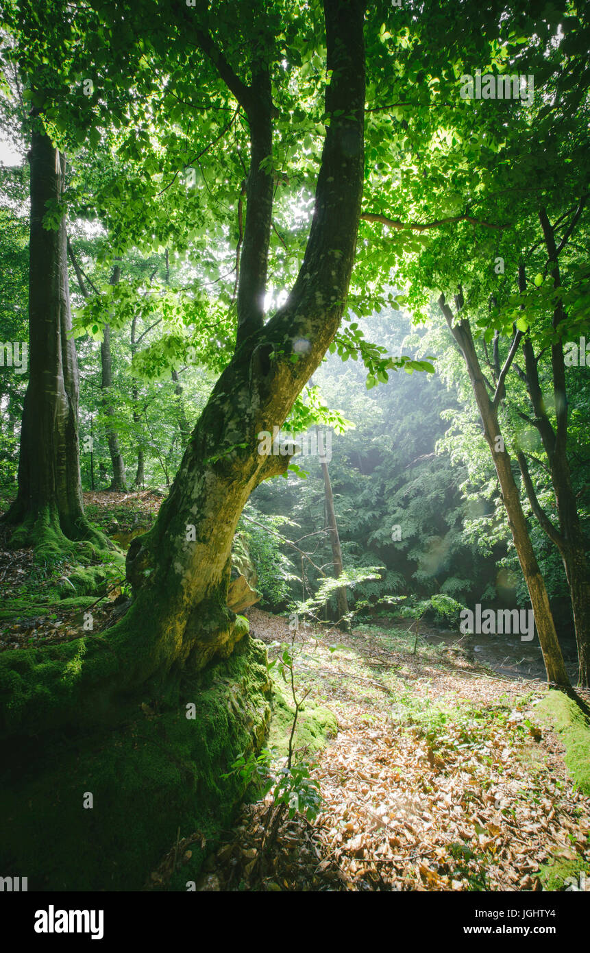 green natural woods landscape Stock Photo