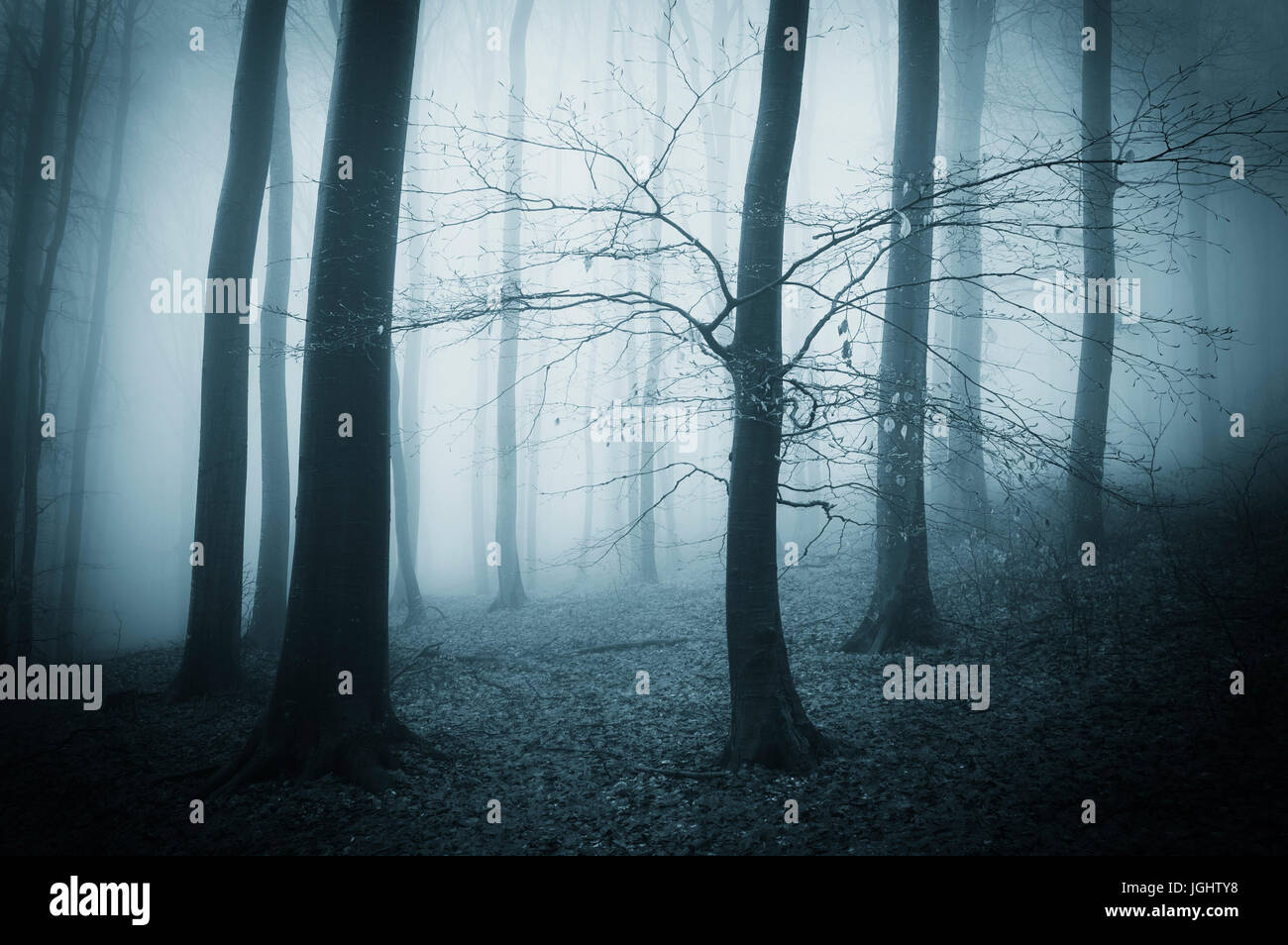 tree in dark scary forest landscape with fog Stock Photo