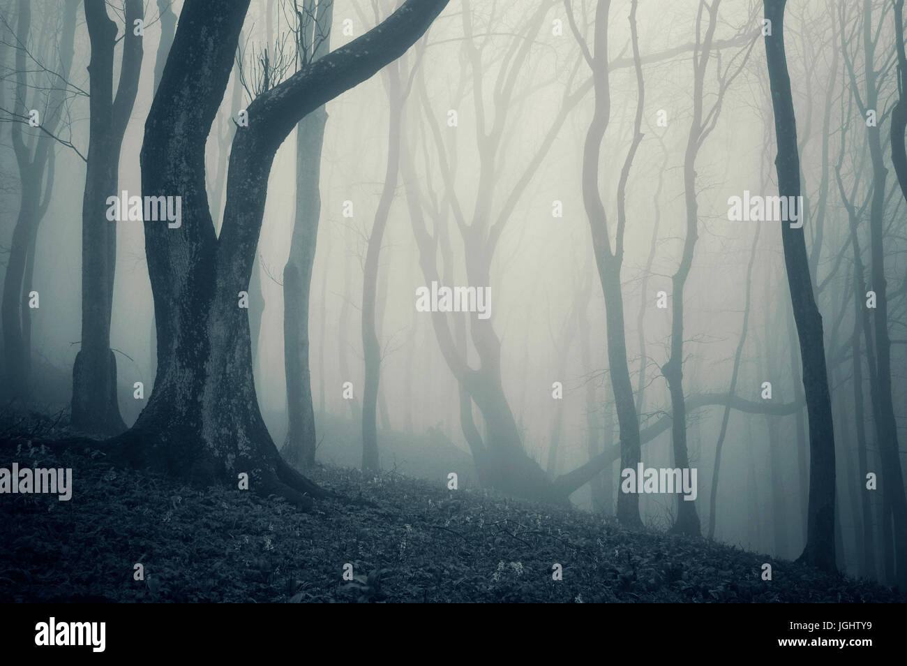 dark scary halloween forest landscape with twisted old trees in fog Stock Photo