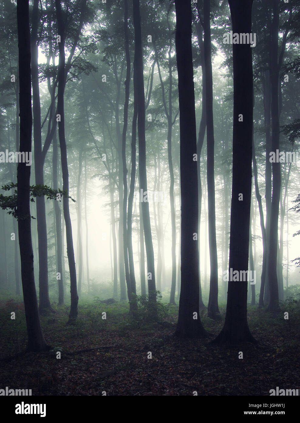 foggy forest after rain, mysterious atmosphere woods landscape Stock Photo