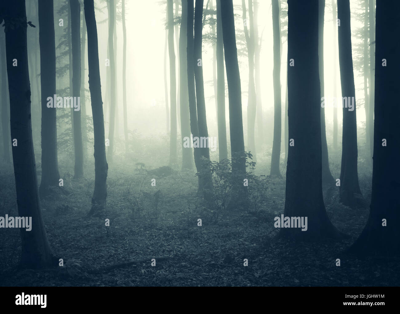 misty fantasy forest landscape Stock Photo