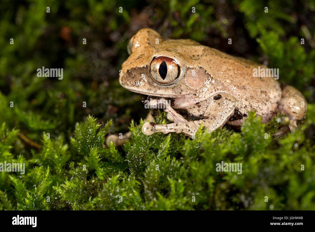 Big eyed Forest Tree Frog Stock Photo